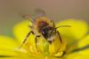 Andrena sp.